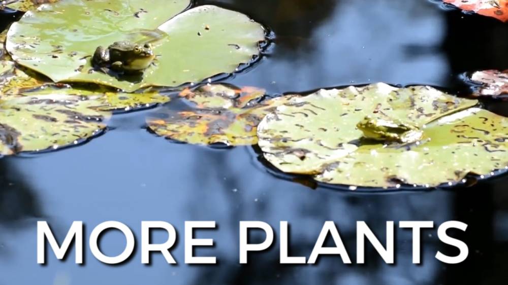 TOP 5 TIPS FOR MAINTAINING A CLEAN POND Best Prices on Everything for